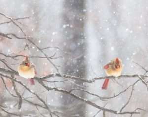 Read more about the article Feels Like The Night Before A Snow Day